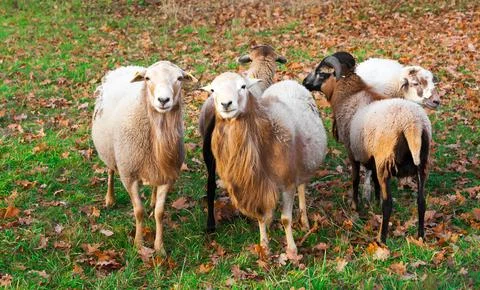 Farm sheep lambs Stock Photos
