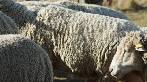 Farm sheep pass by camera close up. Group of farm sheep on a sunny day. Breeding Stock Footage 199414984