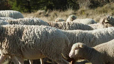 Farm sheep pass by camera. Group of farm sheep on a sunny day. Breeding sheep Stock Footage 199415188