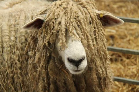 Farm Sheep. Stock Photos