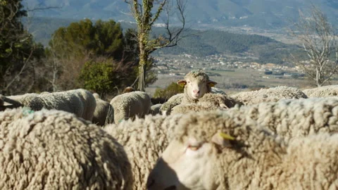 Farm sheep staring at camera. Group of farm sheep on a sunny day. Breeding sheep Stock Footage 199415664