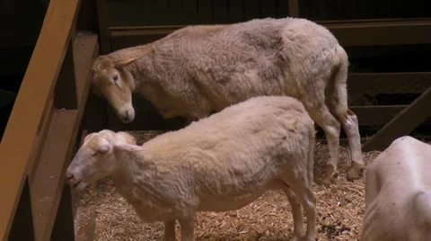 Farm Sheeps in Corral HD Stock Footage 1041787