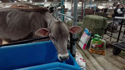 Farm Show Cows 1 Video stock 232709239