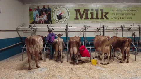 Farm Show Cows 2 Stock Footage 232710289