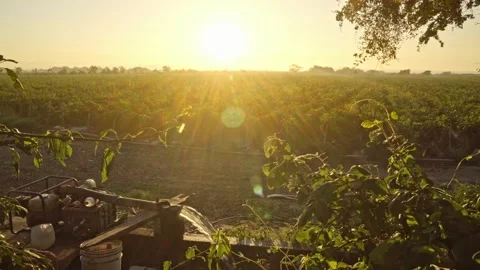 A Farm in Sinaloa Mexico Stock Footage 250011111