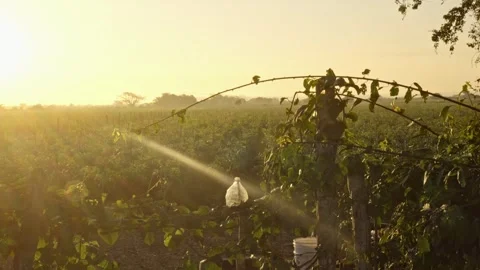 A Farm in Sinaloa Mexico Stock Footage 250011129