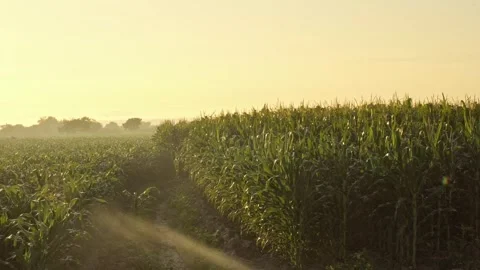A Farm in Sinaloa Mexico Stock Footage 250011130
