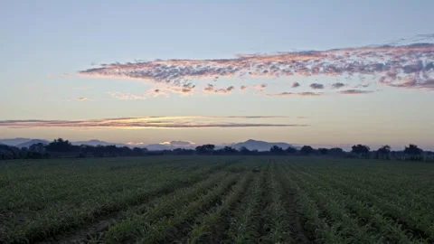 A Farm in Sinaloa Mexico Stock Footage 250011151