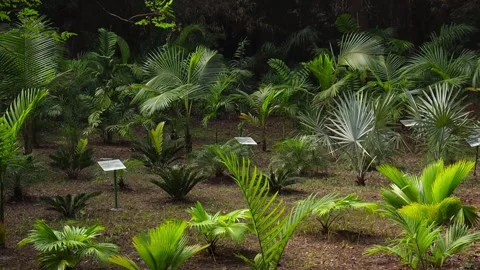 A farm of small palm tree in botanical garden Stock Footage 168344867