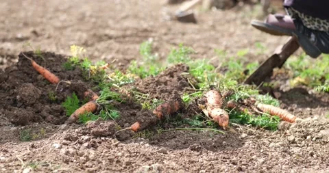 A farm specialist worker pulling out freshly picked carrots.  Видео 163614987