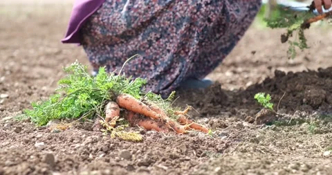 A farm specialist worker pulling out freshly picked carrots. Видео 163615248