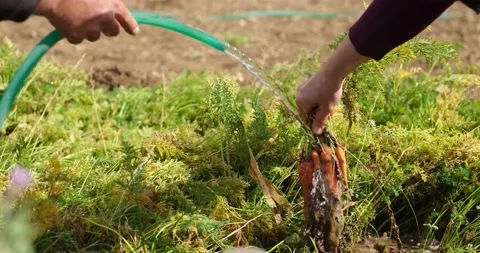 A farm specialist worker pulling out freshly picked carrots. Stock-Footage 163615966