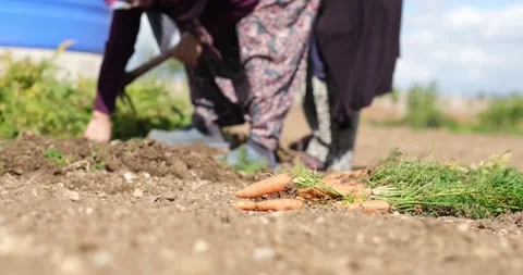Farm specialist workers pulling out freshly picked carrots. Видео 163615991