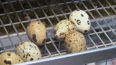 A farm specializing in the production of quail eggs. Видео 335634357