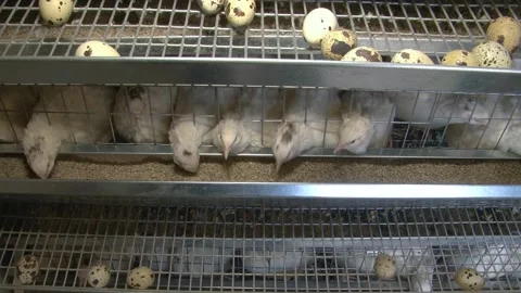 A farm specializing in the production of quail eggs. Stock Footage 335634359