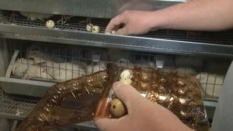 A farm specializing in the production of quail eggs. Видео 335634381