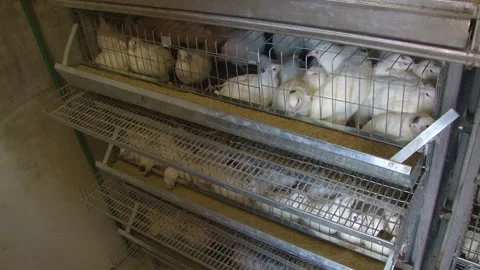 A farm specializing in the production of quail eggs. Stock Footage 335634385