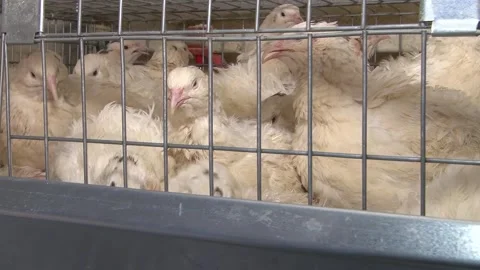 A farm specializing in the production of quail eggs. Video stock 335634403