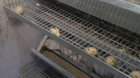 A farm specializing in the production of quail eggs. Video stock 335634412
