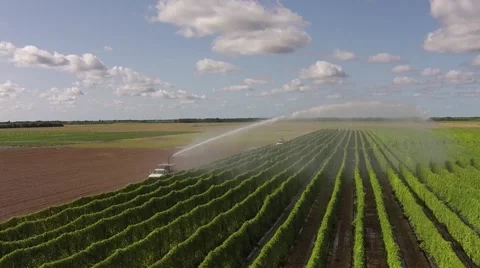 Farm sprinkler or water cannon watering bright green string bean crops Stock Footage