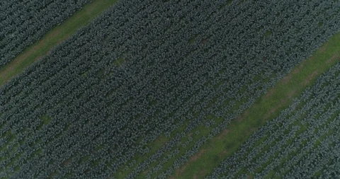 Farm Sprinklers Stock Footage 128546245