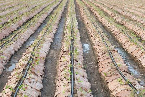 Farm strawberry Stock Photos