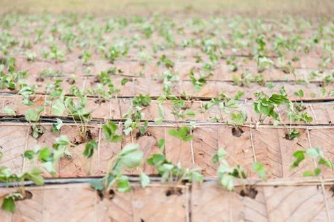 Farm strawberry Stock Photos