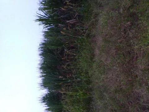 Farm of sugarcane Foto stock