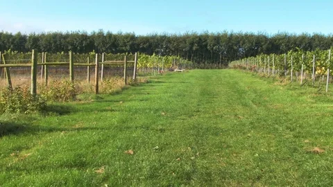 Farm Summer Field Stock Footage 78594304
