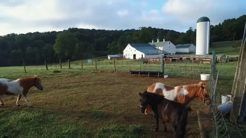 FARM, SUNRISE,PONIES IN FOREGROUND, BARN IN BACKGROUND Stock Footage 71208780