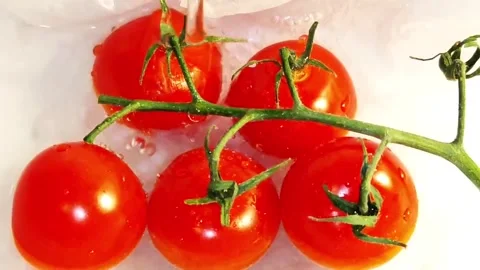 Farm tomatoes on a vine Stock Footage 334139721