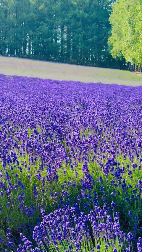 Farm Tomita Lavender Fields Stock Footage 341080752