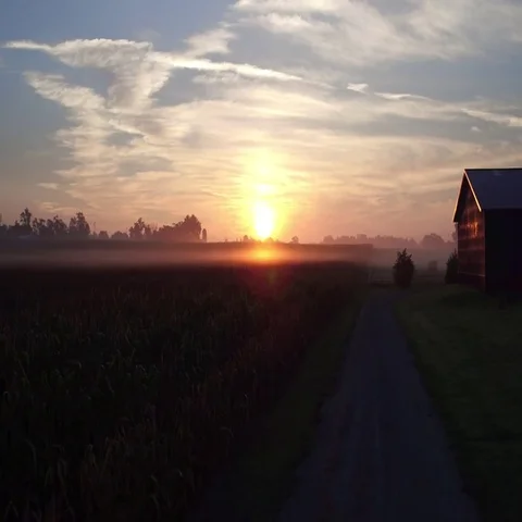 Farm Toward Sunrise Over Corn Field Stock Footage
