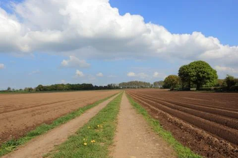 Farm track with potato fields in springtime Stock Photos