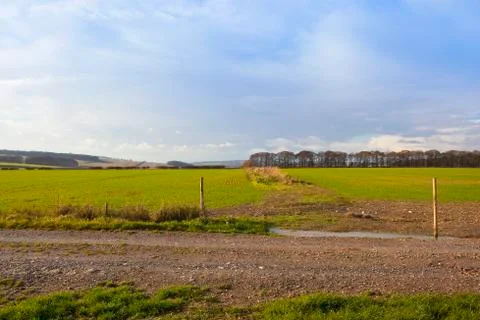 Farm track with wheat Stock Photos