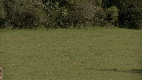 Farm tractor 06 Vidéo 106903216