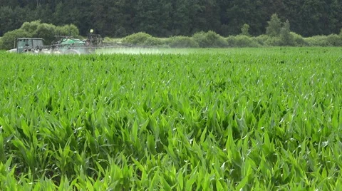 Farm tractor fertilize maize pesticide, herbicide at summer. 4K Stock Footage 59173457