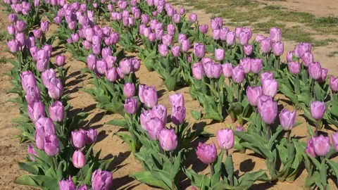 Farm tulips. Stock Footage 150569288