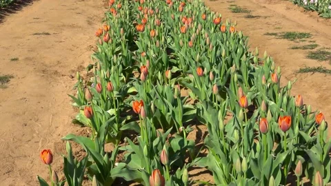 Farm tulips. Stock Footage 150569322