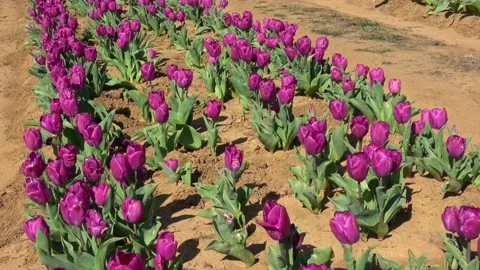 Farm tulips. Stock Footage 150569327