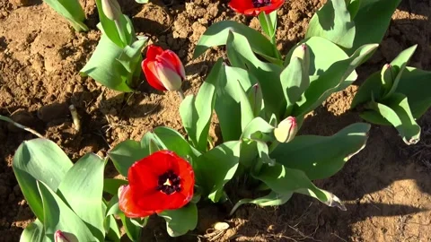 Farm tulips. Stock Footage 150569395