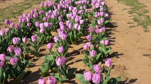 Farm tulips. Stock Footage 150569432