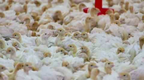 Farm of Turkeys Birds Stock Footage 59152158