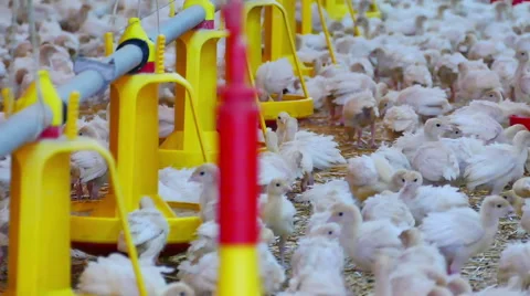 Farm of Turkeys Birds Stock Footage 59152258