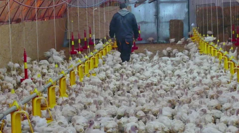 Farm of Turkeys Birds Stock Footage 59182765