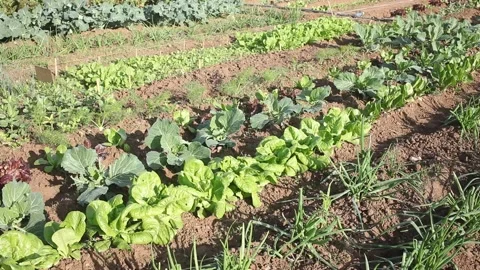 Farm with vegetable beds of beets, spinach, onions and cabbage Stock Footage 155599616