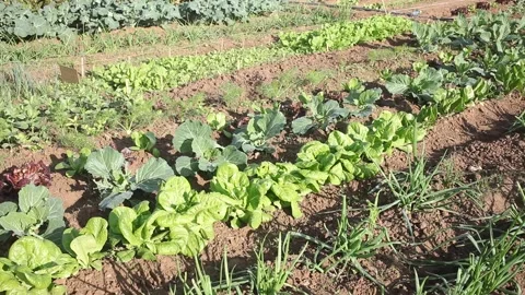 Farm with vegetable beds of beets, spinach, onions and cabbage Stock Footage 167813209