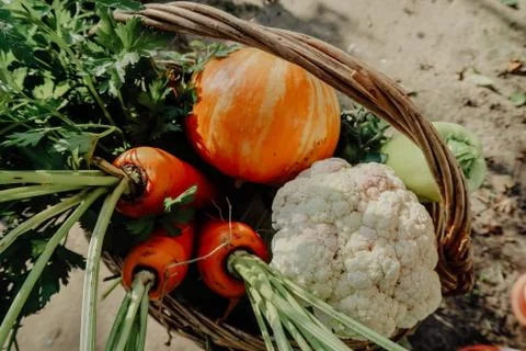 Farm vegetables in the basket. Vegetable fresh garden organic. Stock-Fotos