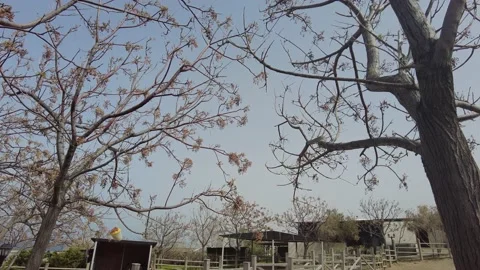 Farm view among trees and birds on autumn day. Stock Footage 219564371