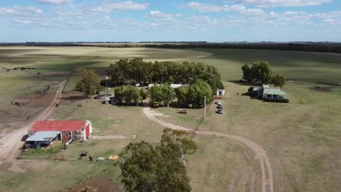 Farm view, nice forest and bulls. Pampas grass in Buenos Aires Stock Footage 152191600